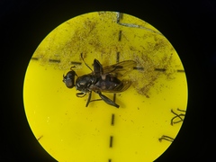 Chalcosyrphus nemorum