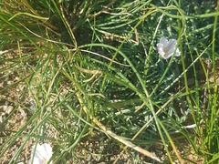 Convolvulus ammannii
