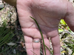 Tricoryne anceps