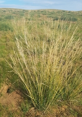 Stipa splendens