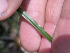 Tricoryne anceps