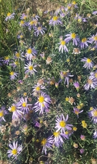 Aster altaicus