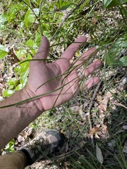 Tricoryne anceps