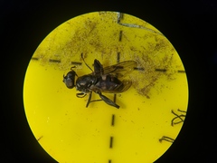 Chalcosyrphus nemorum