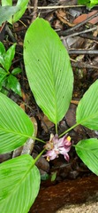 Curcuma