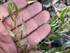 Acacia hispidula