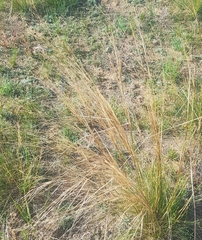 Stipa krylovii