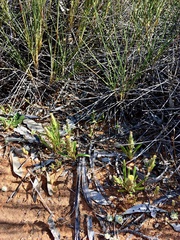 Podotheca angustifolia