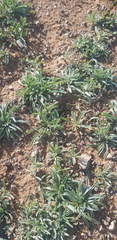 Convolvulus ammannii