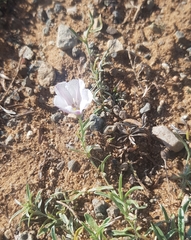 Convolvulus ammannii