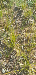 Carex duriuscula
