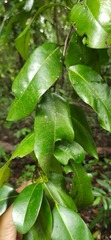 Diospyros