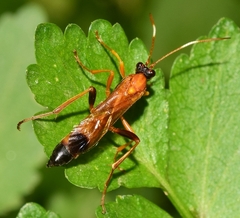 Ctenochares bicolorus