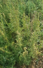 Artemisia adamsii