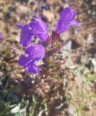 Dracocephalum foetidum