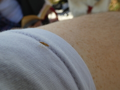 Belonochilus numenius