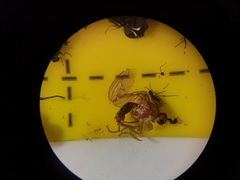 Norellisoma spinimanum