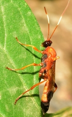 Ctenochares bicolorus