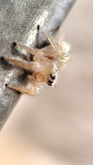 Thyene imperialis