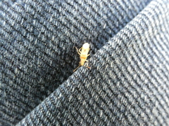 Belonochilus numenius