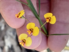 Daviesia wyattiana