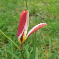 Sparaxis grandiflora