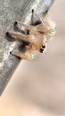 Thyene imperialis