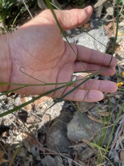 Daviesia wyattiana