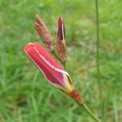 Sparaxis grandiflora