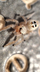 Thyene imperialis