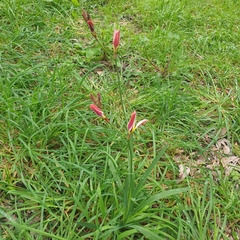 Sparaxis grandiflora