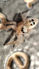 Thyene imperialis
