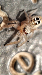 Thyene imperialis