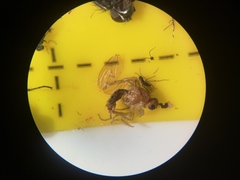 Norellisoma spinimanum