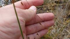 Rhynchospora capillacea
