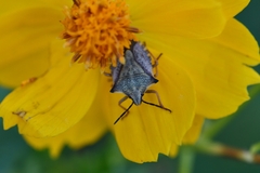 Carpocoris mediterraneus atlanticus