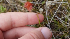 Scleria verticillata