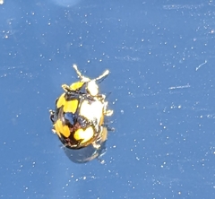 Illeis galbula
