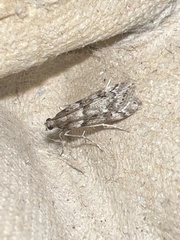 Eudonia angustea