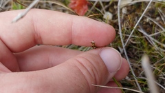 Scleria verticillata
