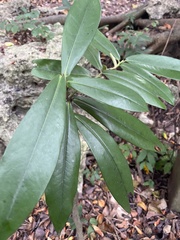 Diospyros blancoi