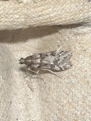 Eudonia angustea