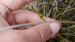 Scleria verticillata