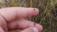 Scleria verticillata