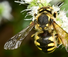 Anthidium florentinum