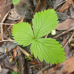 Fragaria vesca