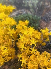 Sedum lanceolatum