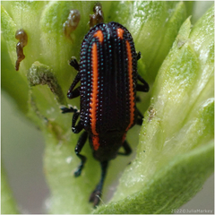 Microrhopala rubrolineata