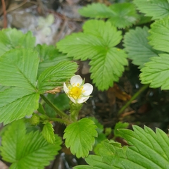 Fragaria vesca