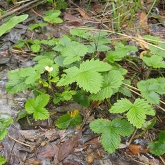 Fragaria vesca
